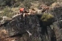 12 cães e um veado caem de ravina durante caçada em Espanha