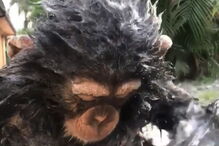 Chimpanzé asseado adora tomar banho