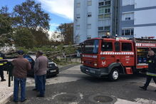 Queda de árvore nos Olivais