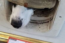 Cão recusa receber notificação postal