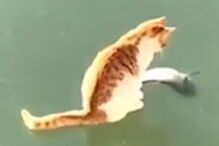 Gato encontra peixe debaixo de lago gelado e tenta desesperadamente apanhá-lo