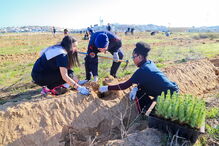 1300 árvores autóctones plantadas junto ao Arade em Portimão