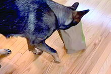 Cadela fica com a cabeça presa em saco de comida