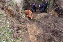 Bombeiro ferido em resgate de vaca em Arcos de Valdevez