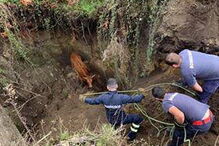 Bombeiro ferido em resgate de vaca em Arcos de Valdevez