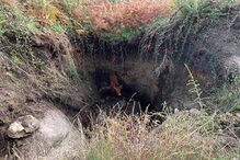 Bombeiros salvam vaca