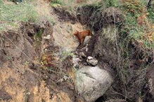 Bombeiros salvam vaca