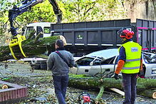 No Porto a queda de uma árvore destruiu um carro
