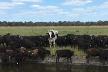 Knickers, o boi gigante que escapou do matadouro por ser grande demais