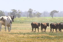 Knickers, o boi gigante que escapou do matadouro por ser grande demais