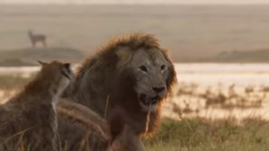Leão salva companheiro de ser devorado por grupo de hienas