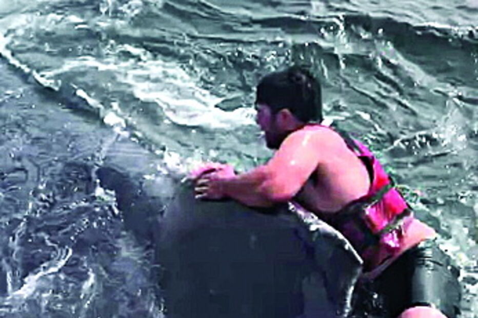 Pescador herói salva baleia nos EUA