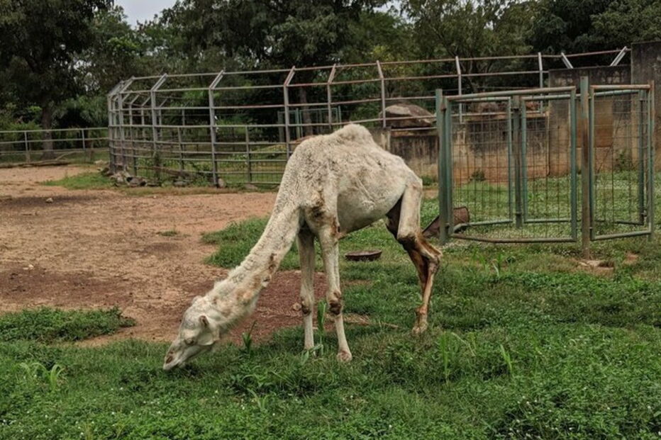 Fotografia de camelo desnutrido em Jardim Zoológico torna-se viral