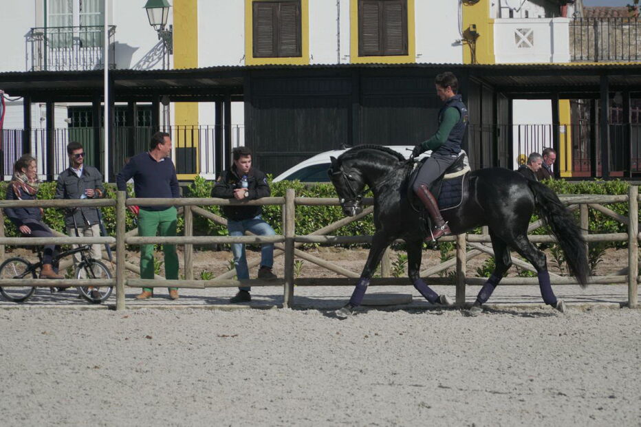 Feira Nacional do Cavalo, na Golegã