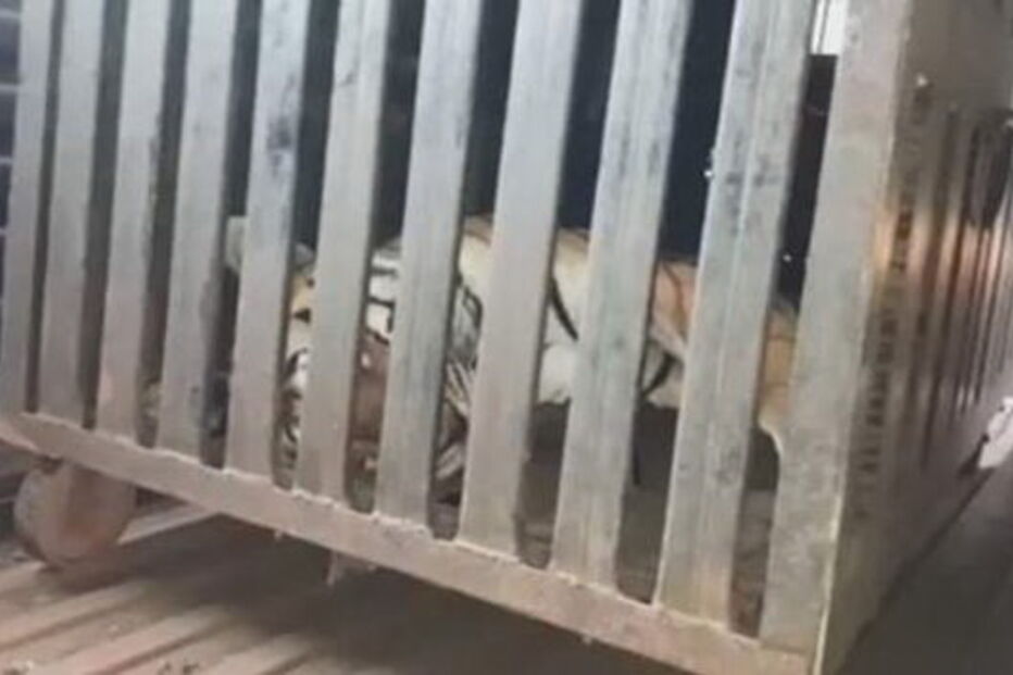 Tigre fêmea Avni foi abatida por suspeitas de ter morto 13 pessoas