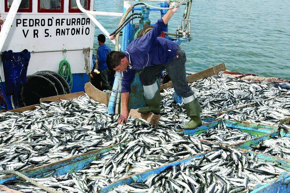 Embarcação da faina da sardinha no Algarve