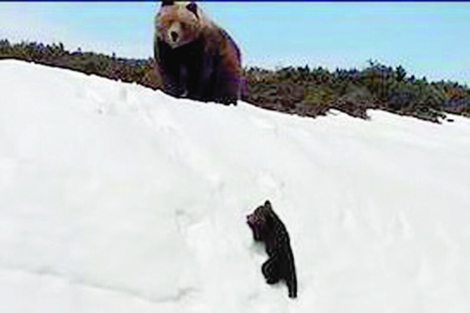 Urso bebé tenta escalar montanha para encontrar a mãe