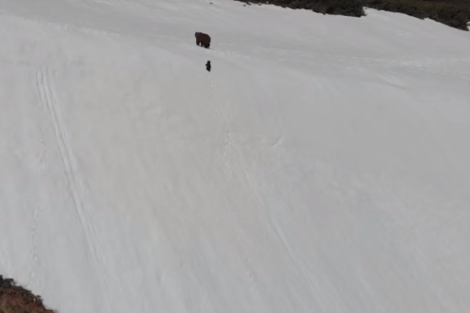 Urso bebé tenta escalar montanha para encontrar a mãe