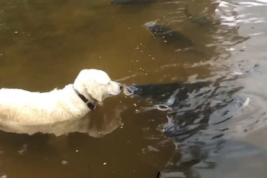 Cadela Rani é perita em apanhar peixe