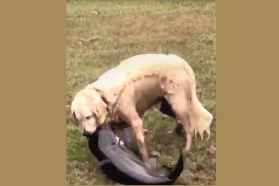 Cadela Rani é perita em apanhar peixe