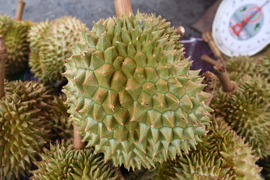Durian é um fruto apreciado sobretudo no Oriente