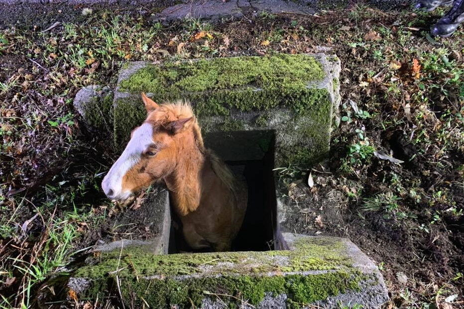 Cavalo resgatado de aqueduto em Arcos de Valdevez