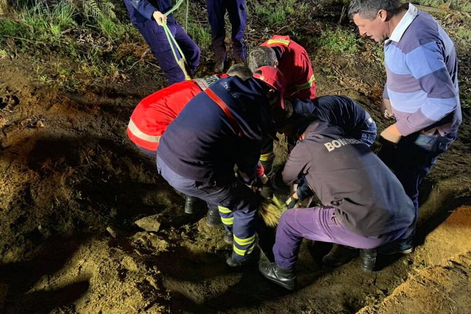 Cavalo resgatado de aqueduto em Arcos de Valdevez