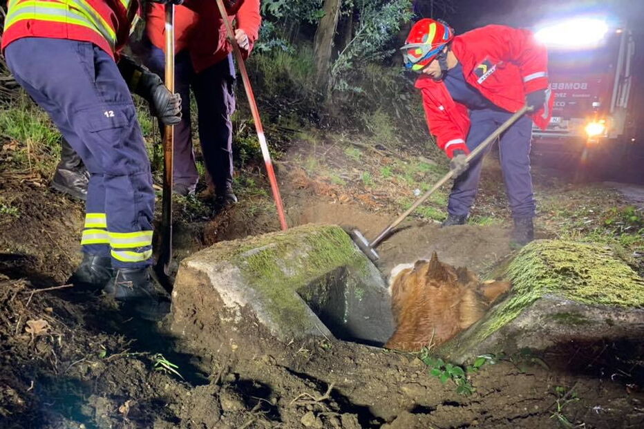 Cavalo resgatado de aqueduto em Arcos de Valdevez