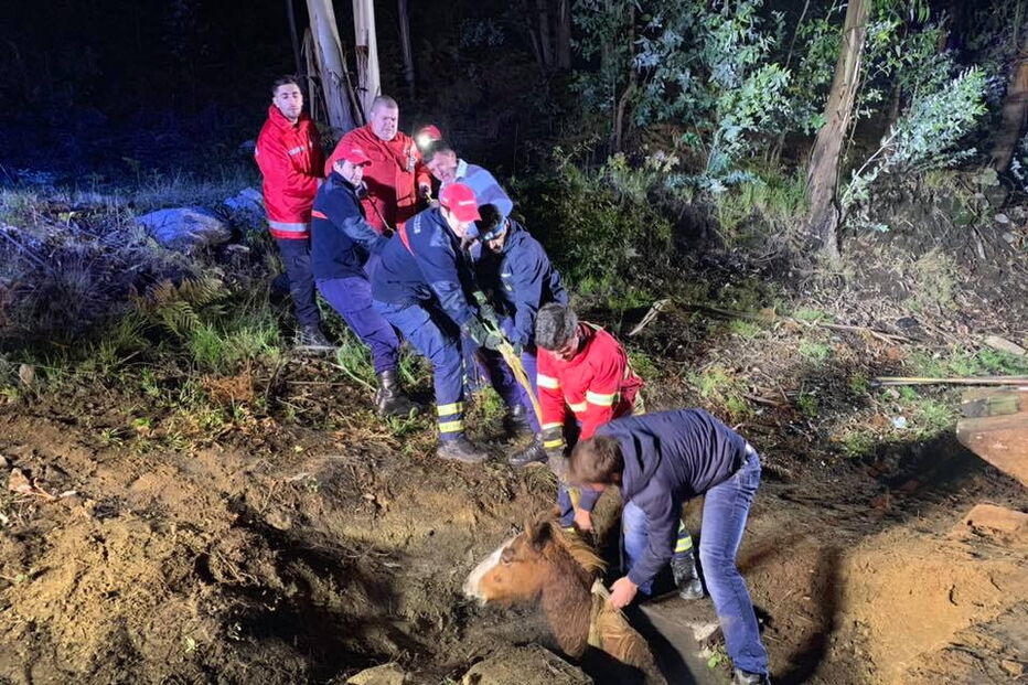 Cavalo resgatado de aqueduto em Arcos de Valdevez