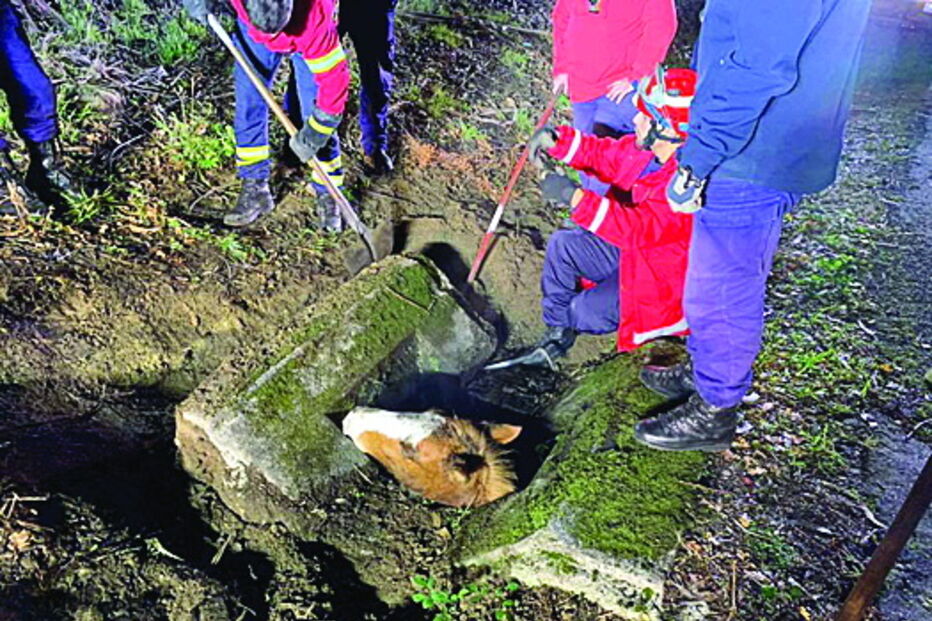 Cavalo caiu no buraco de 80 por 60 centímetros