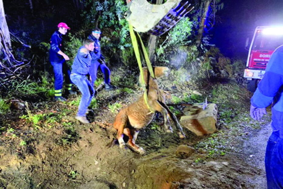 Animal foi retirado com ajuda de uma retroescavadora 
