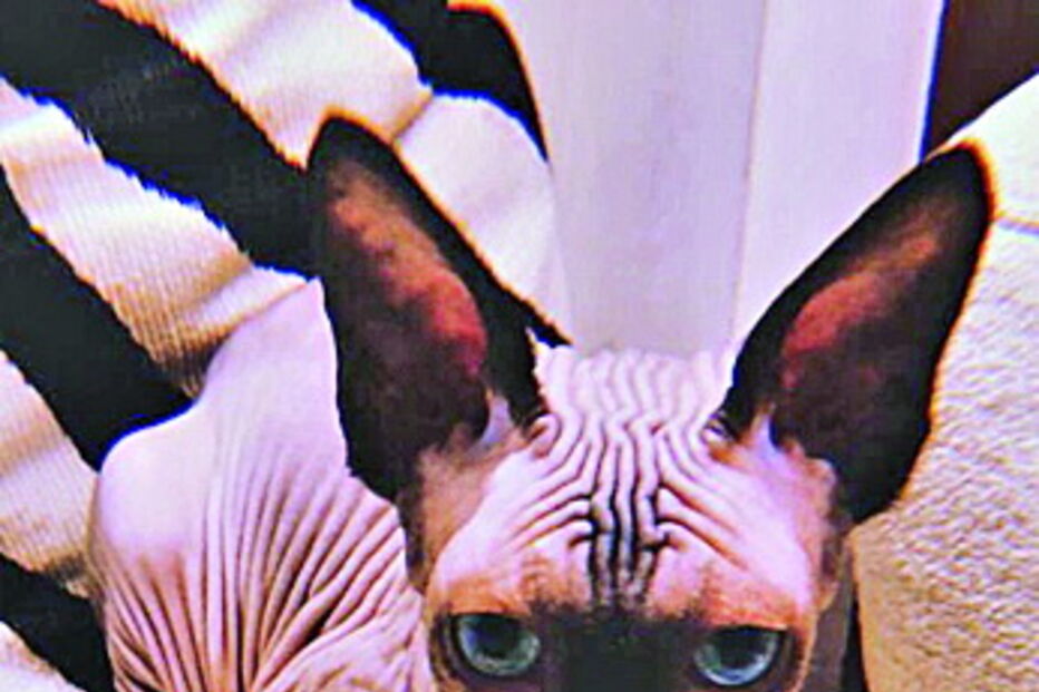 O gato aparenta ser ainda bebé, na foto partilhada por Georgina