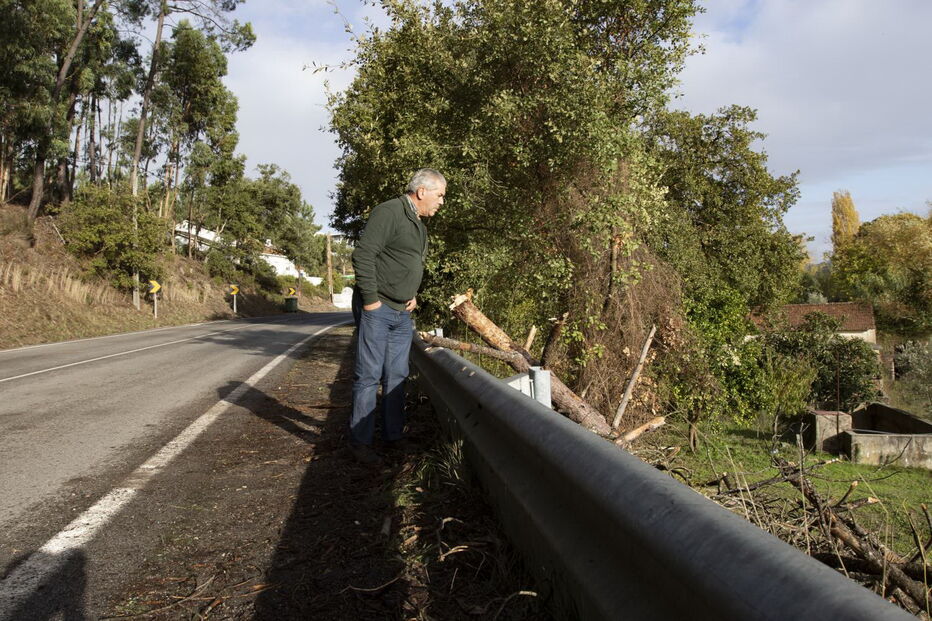 A árvore depois de ter sido retirada da estrada 