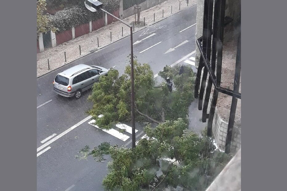 Árvore caída na Rua da Venezuela, em Lisboa