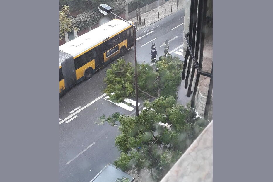 Árvore caída na Rua da Venezuela, em Lisboa