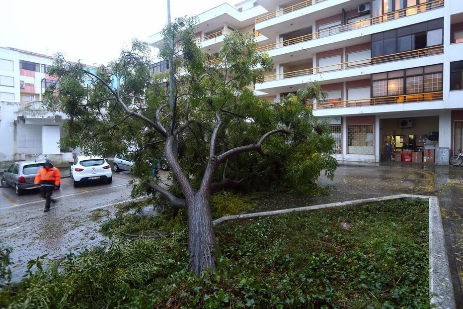 Árvore de grande porte caiu na Torre da Marinha, no Seixal 