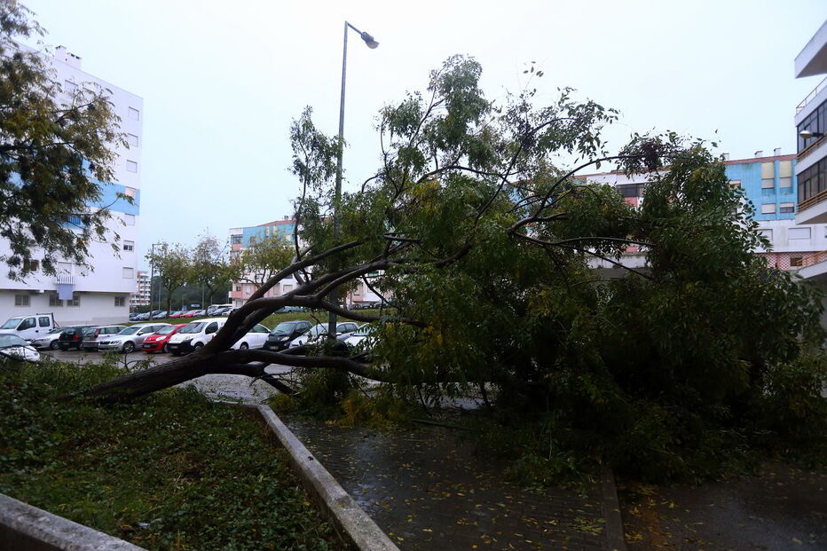 Árvore de grande porte caiu na Torre da Marinha, no Seixal 