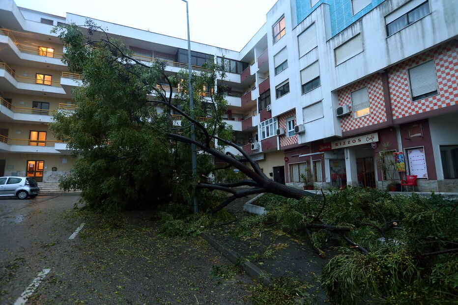 Árvore de grande porte caiu na Torre da Marinha, no Seixal 