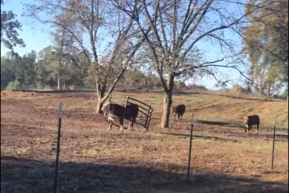touro, cerco, georgia, eua