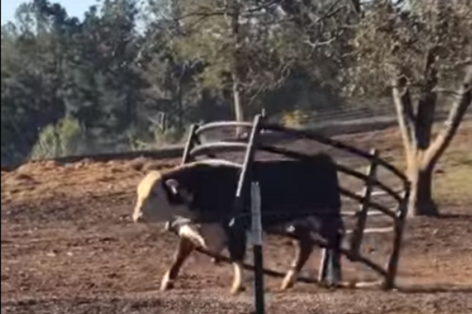 touro, cerco, georgia, eua