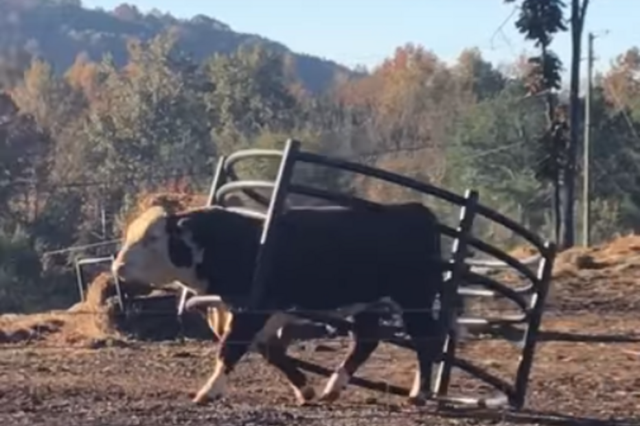 touro, cerco, georgia, eua