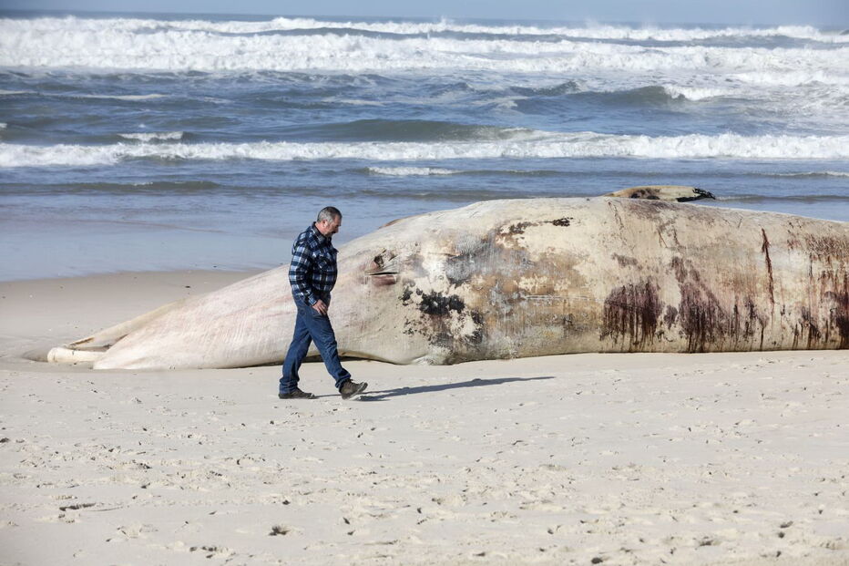 Baleia com 20 metros dá à costa a norte da praia de Mira