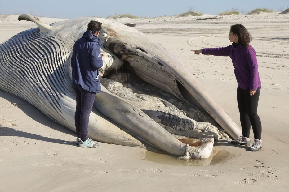 Baleia com 20 metros dá à costa a norte da praia de Mira