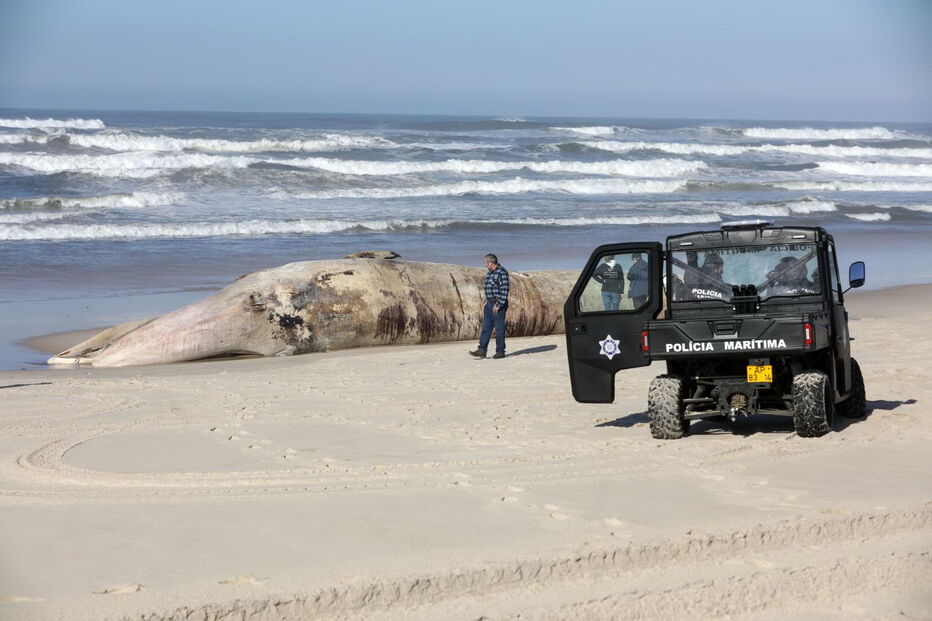 Baleia com 20 metros dá à costa a norte da praia de Mira