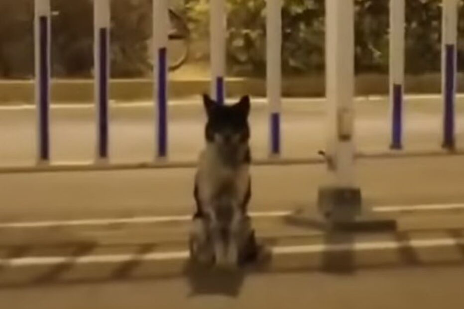 Cão espera há mais de 80 dias por dona que morreu numa estrada da China