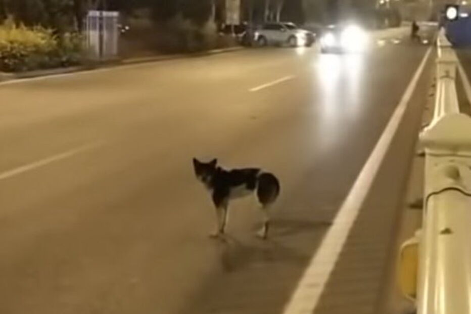 Cão espera há mais de 80 dias por dona que morreu numa estrada da China