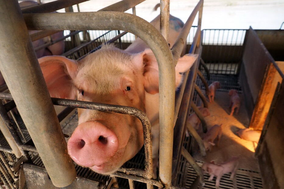 Porco em suinicultura