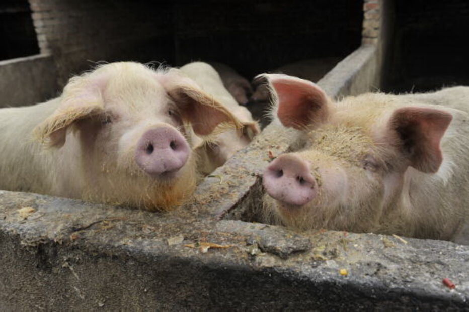  Porcos em suinicultura
