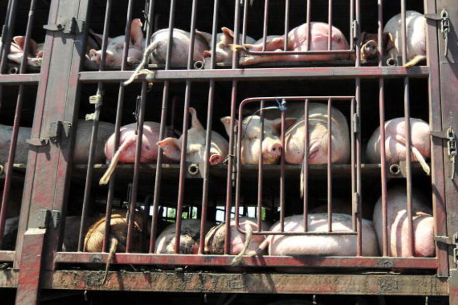 Porcos levados para abate