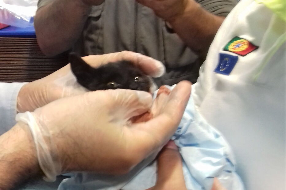 Gatinho foi salvo por uma equipa do INEM